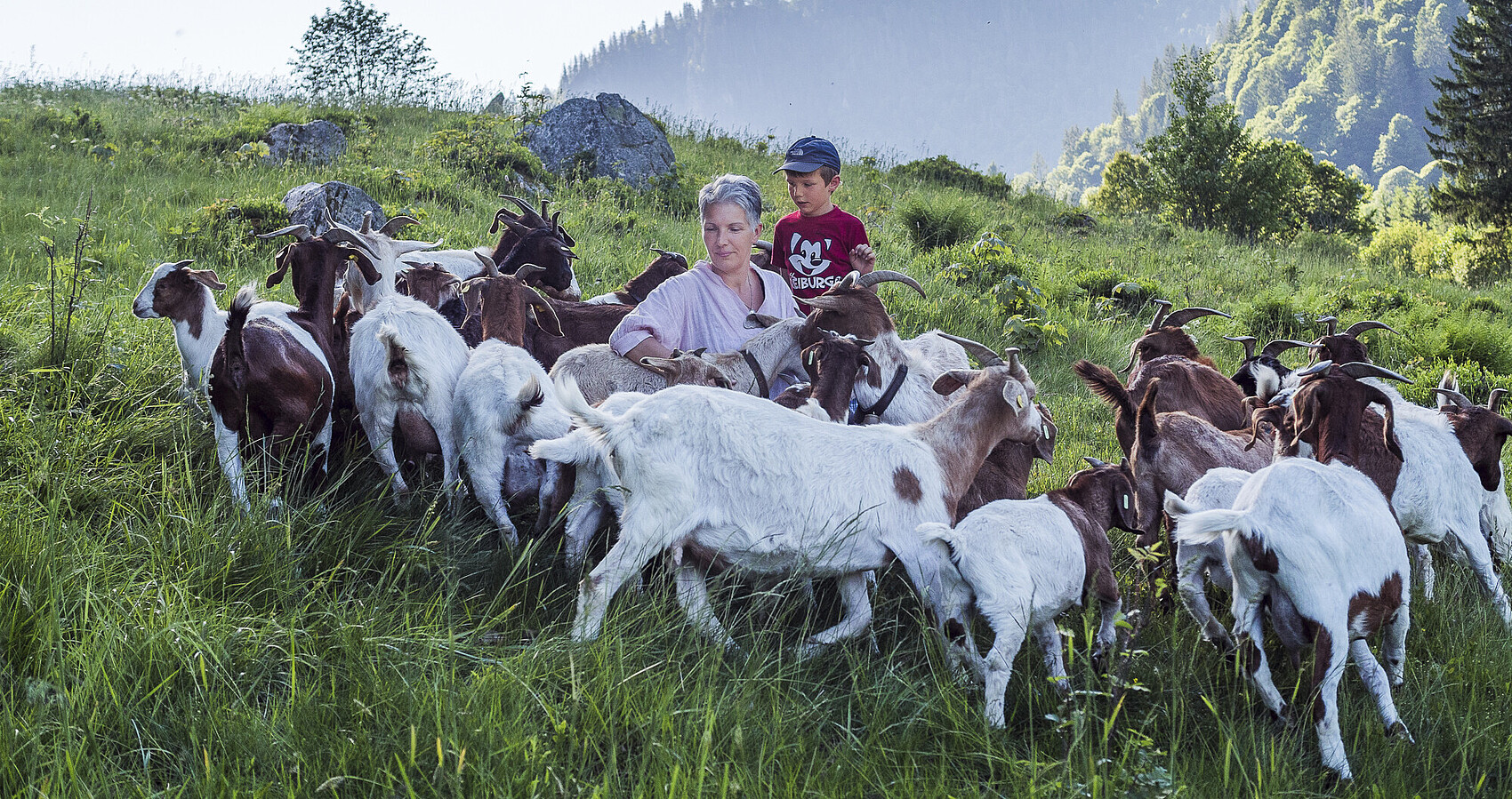 Ziegen verbeißen Sträucher und Gehölze und helfen damit, die steilen Schwarzwaldhänge offen zu halten.