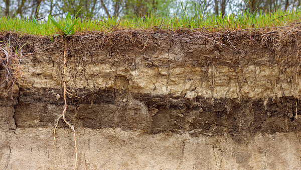 Stratigraphischer Bodenabschnitt mit Schichten und Graswurzeln