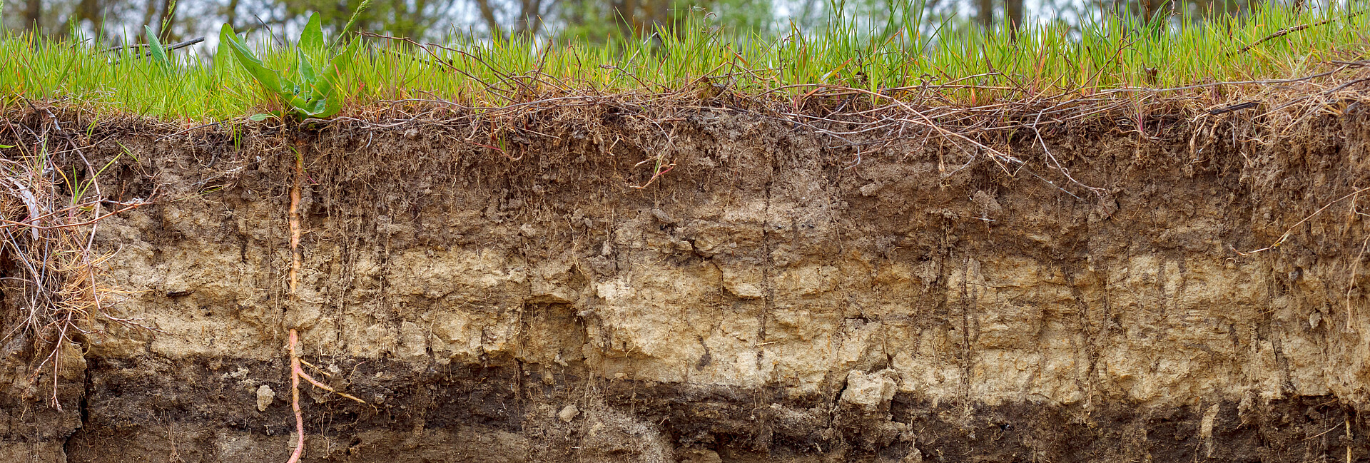 Stratigraphischer Bodenabschnitt mit Schichten und Graswurzeln