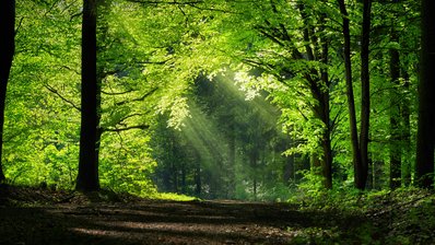 Der Wald wird mit Licht durchflutet