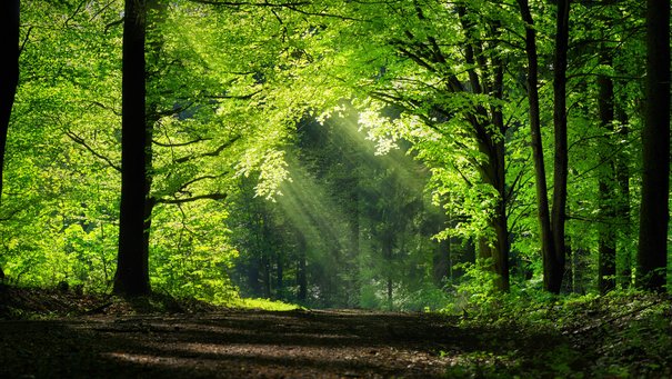 Der Wald wird mit Licht durchflutet