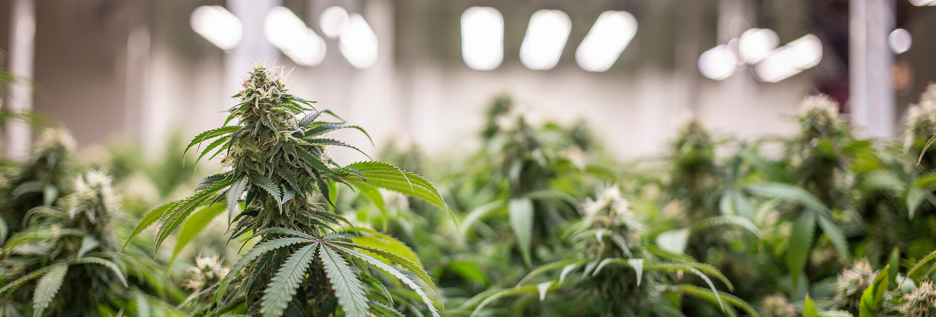 Cannabispflanzen