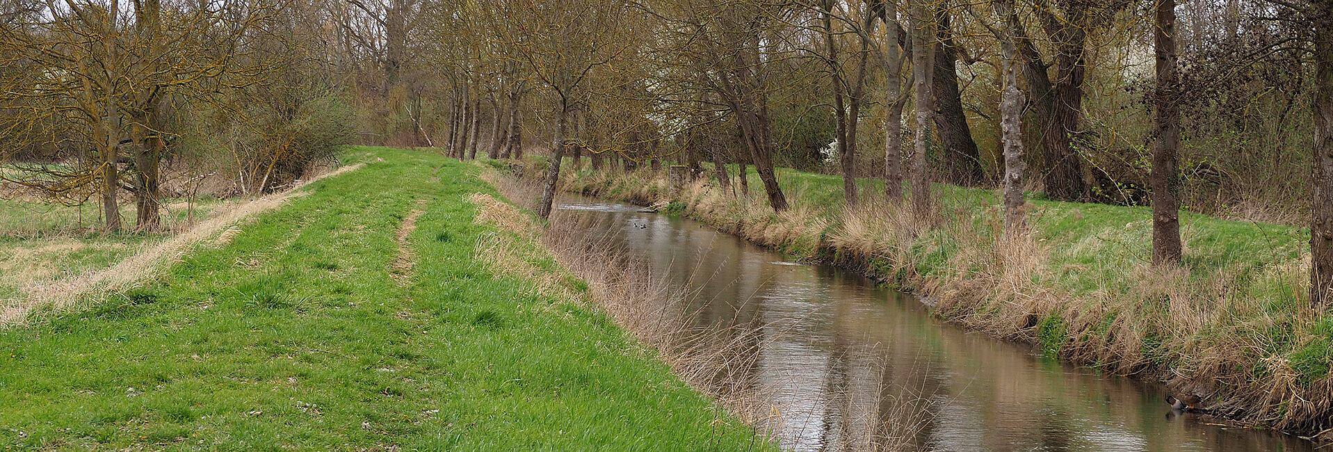 Auf dem Bild ist der Kraichbach im Winter zu sehen. Das Ufer geht vom Wasserspiegel aus direkt in Hochwasserdämme über. Am Wasser stehen einzelne Bäume. Hinter den Hochwasserdämmen schließen sich Weidengebüsche an. 