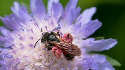 Wildbiene auf violetter Blüte