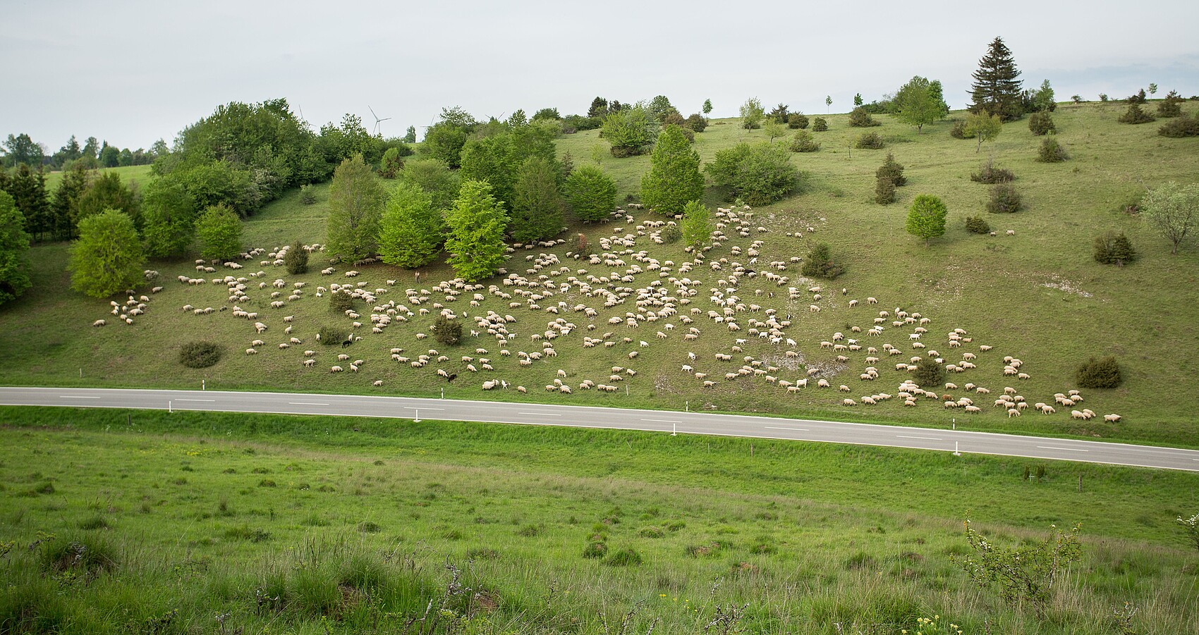 Eine Schafherde beweidet eine Heide im Naturschutzgebiet „Kutschenberg-Heuschlaufenberg-Stürzelberg“