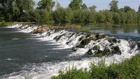 Blick auf den Rhein mit Wittenweierer Faschinat 