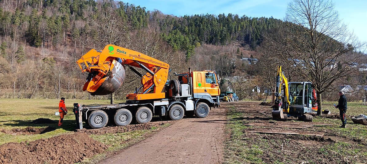 Ausheben der Pflanzlöcher mit dem zweigeteilten Rundspaten