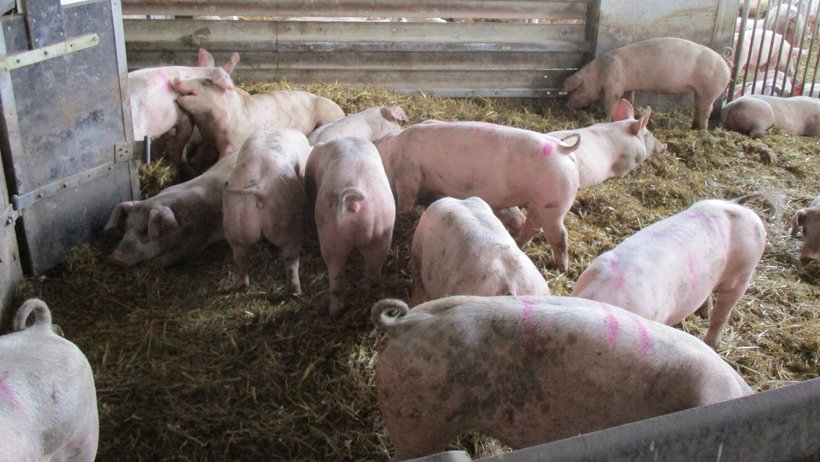 Tiergerechte Haltung von Schweinen