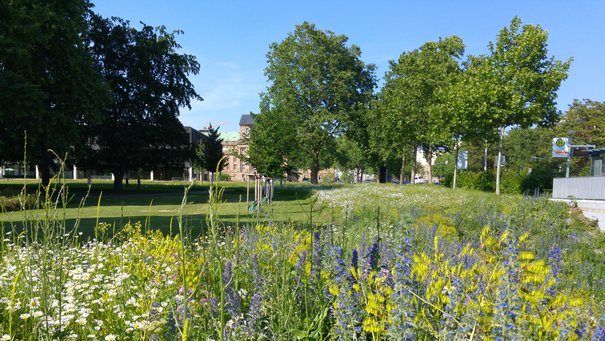 Bild zeigt Wiesensaat beim Neuen Schloss in Stuttgart im 2. Jahr nach Ansaat