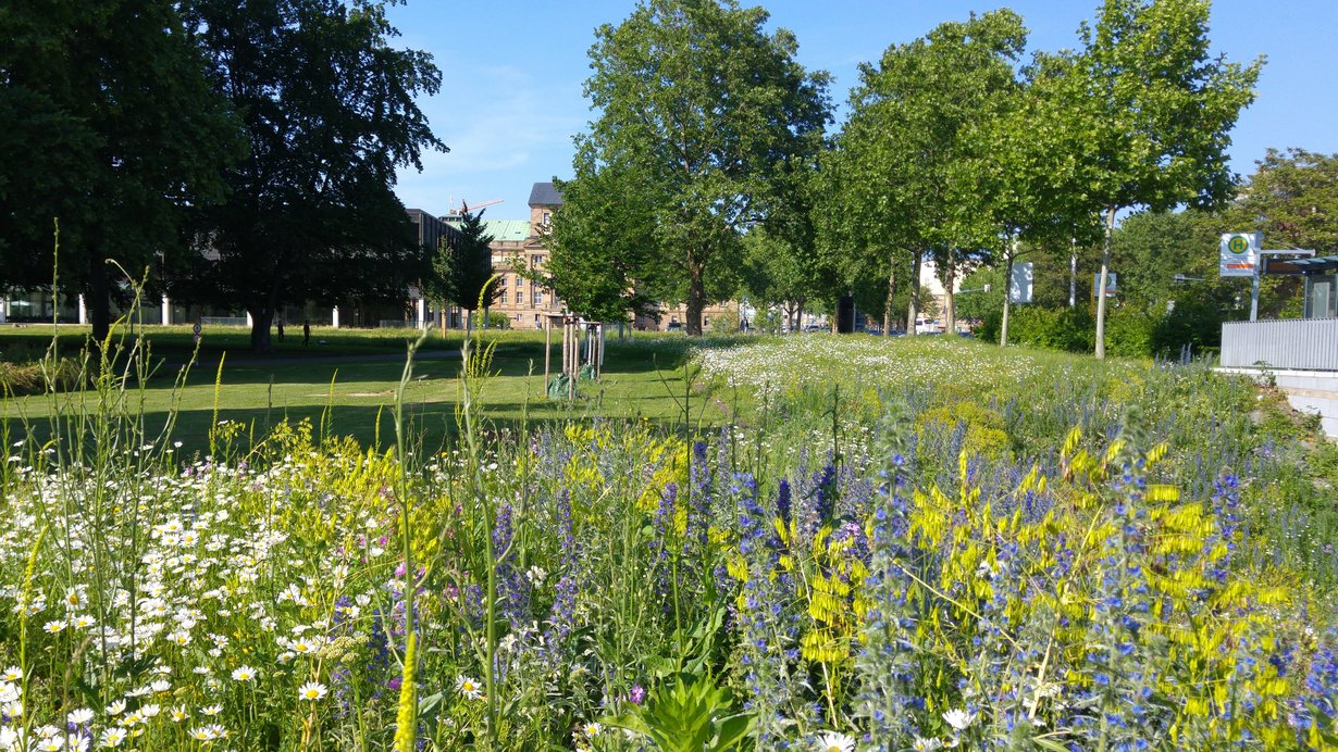 Bild zeigt Wiesensaat beim Neuen Schloss in Stuttgart im 2. Jahr nach Ansaat