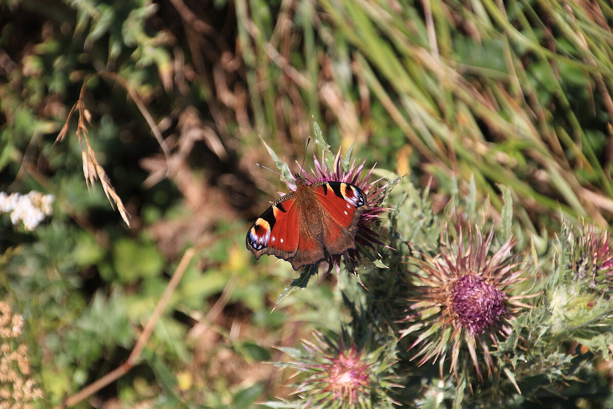 Tagpfauenauge auf Nickender Distel