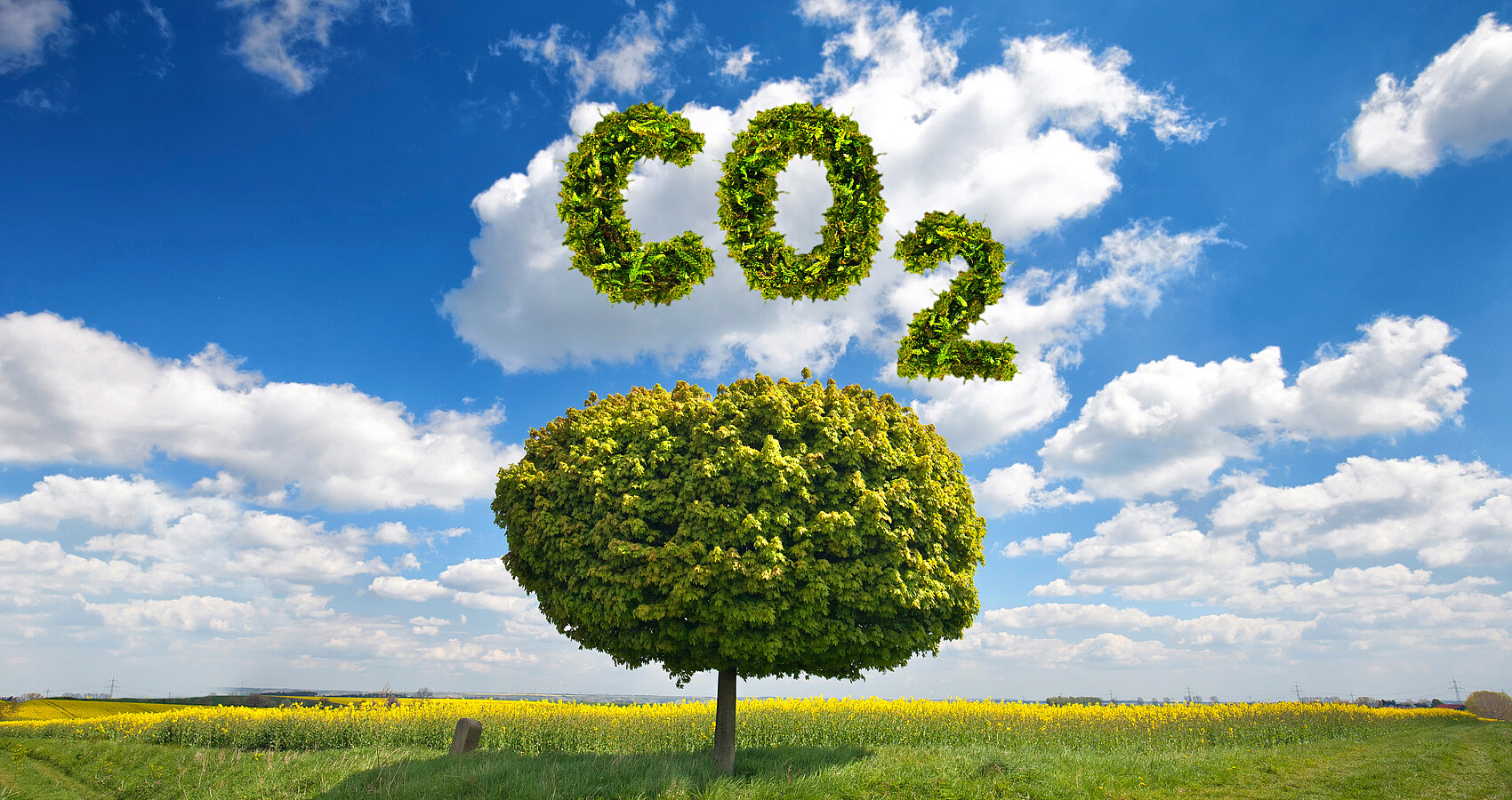 Bild zeigt einen Baum mit der Überschrift CO2