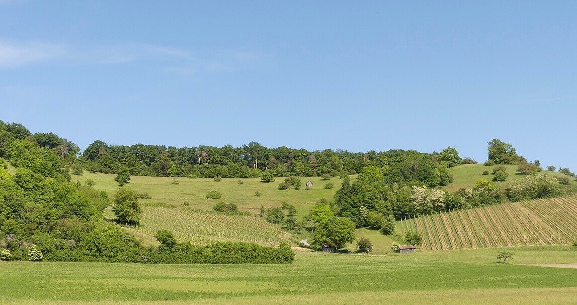 Blick auf das Naturschutzgebiet Füllmenbacher Hofberg mit Weinbergen, Magerrasen und Trockengebüschen