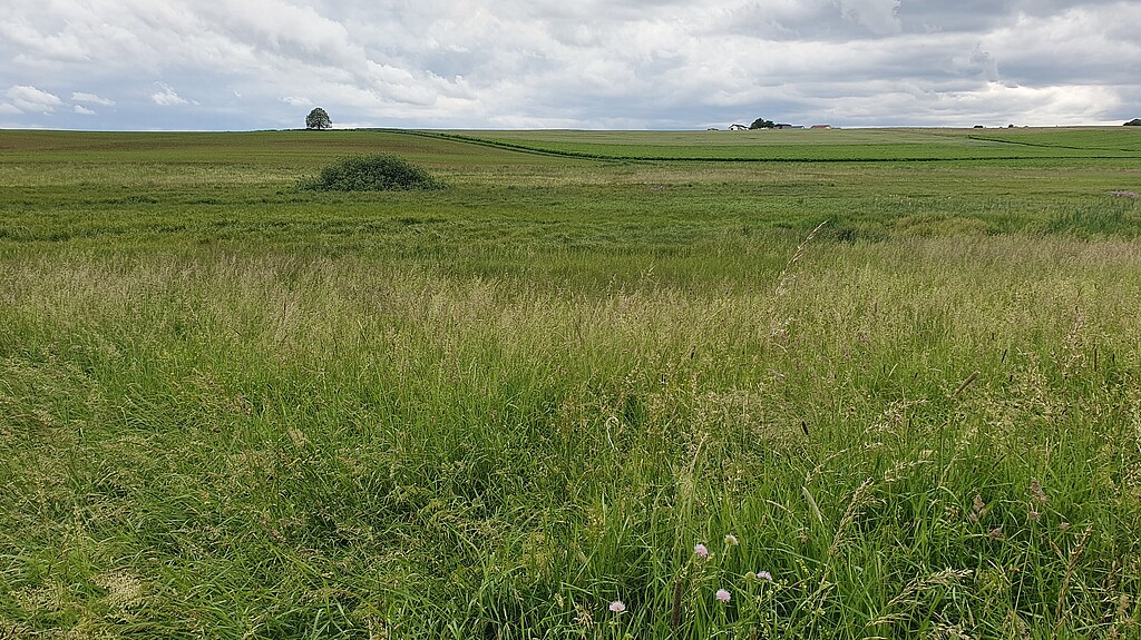 Grüne Wiese