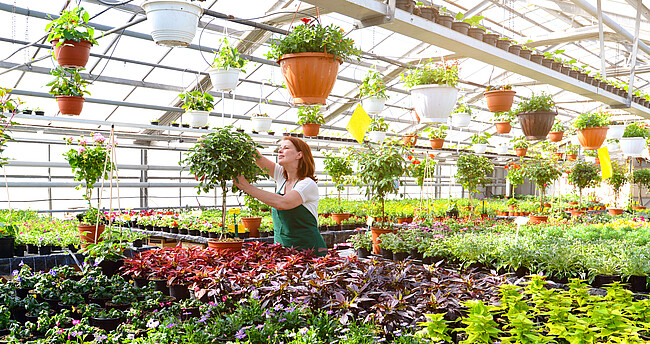Frau arbeitet im Gewächshaus mit bunten Blumen einer Gärtnerei
