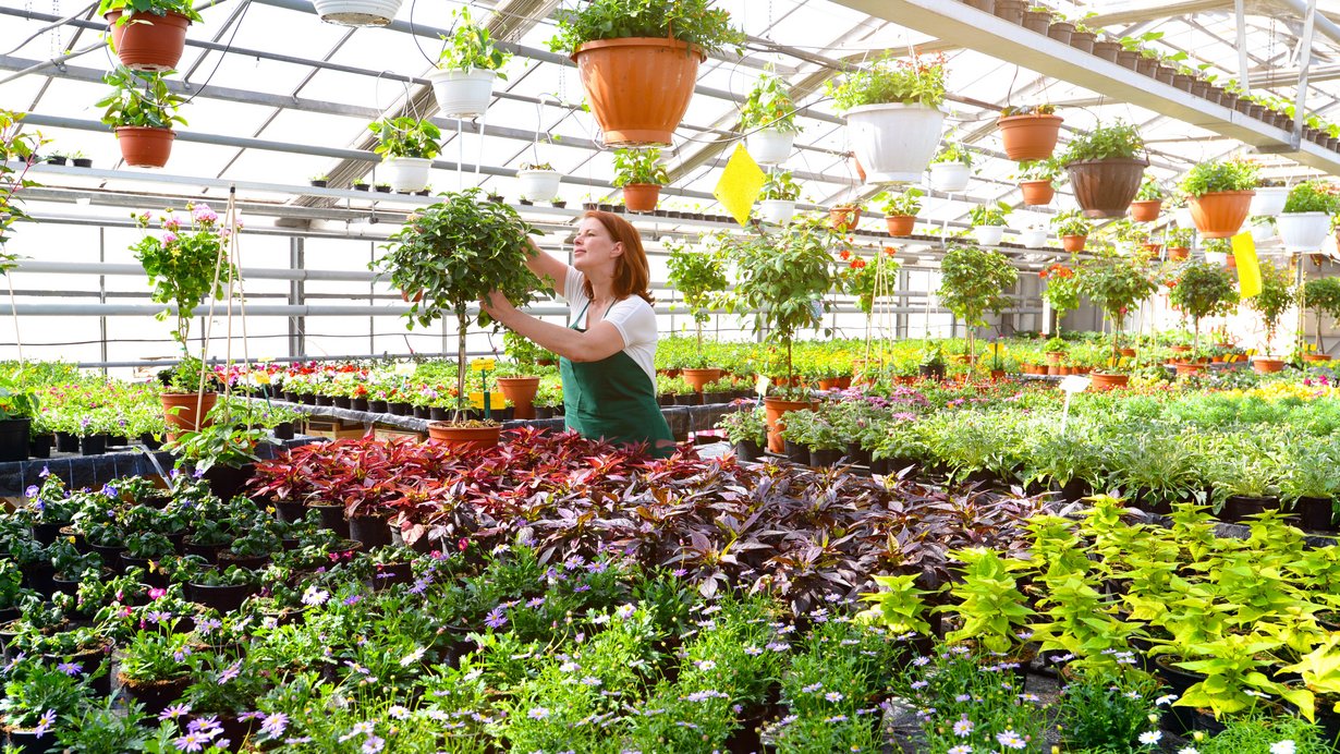 Frau arbeitet im Gewächshaus mit bunten Blumen einer Gärtnerei