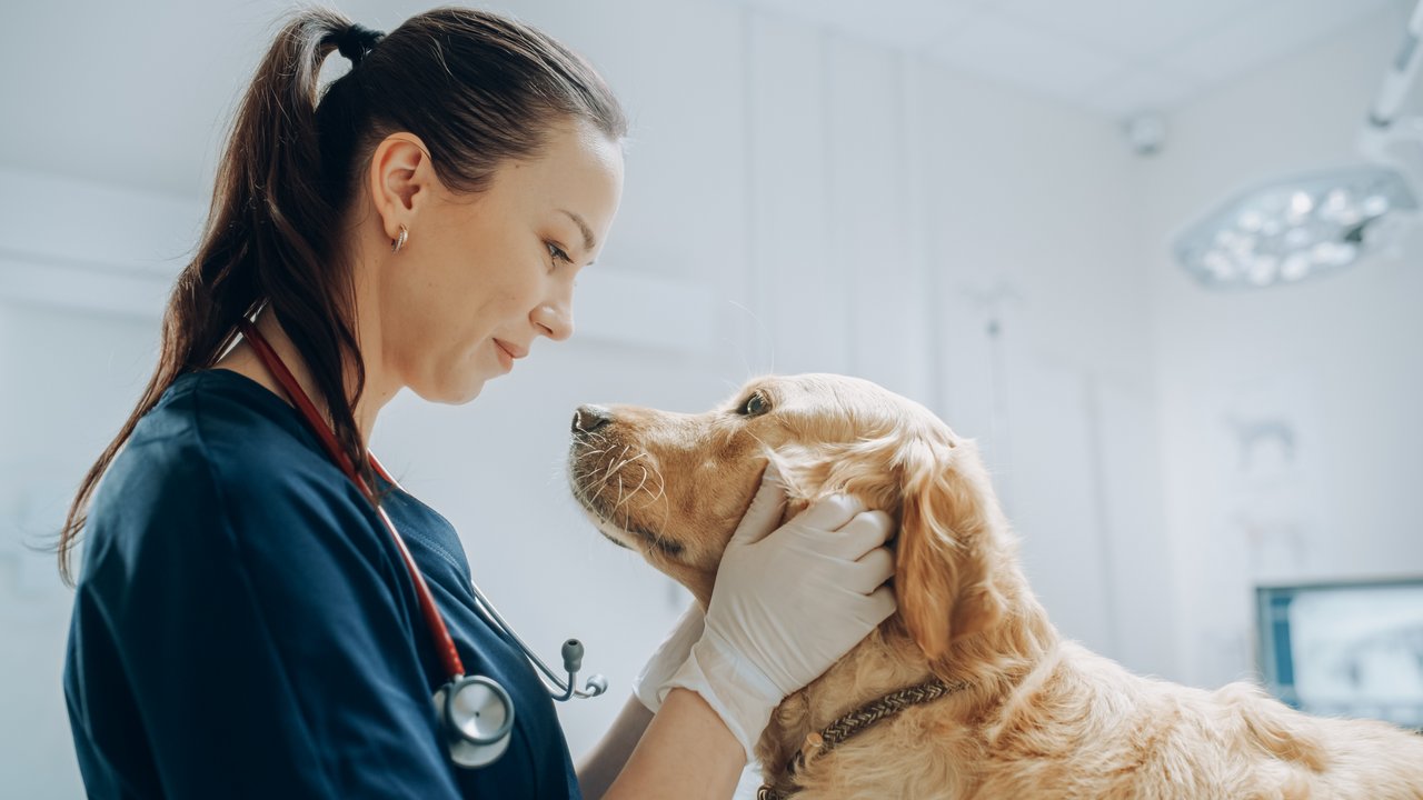 Eine Tierärztin hat die Hände am Kopf eines Hundes und blickt ihn lächelnd an.