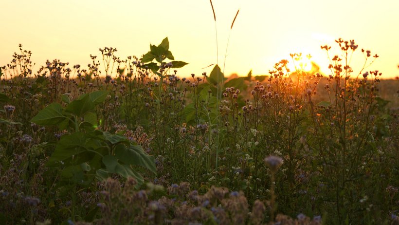Blick auf eine Ackerfläche im Sonnenuntergang mit blühender Phacelia, Sonneblumen und anderen Wildblumen