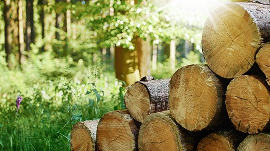 Gefällte Holzstämme im Wald