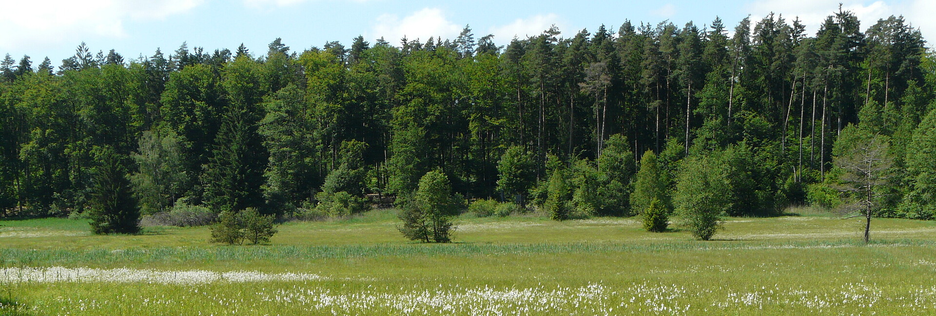 Eine Wiese und im Hintergrund ein Wald im Naturschutzgebiet Birkenweiher
