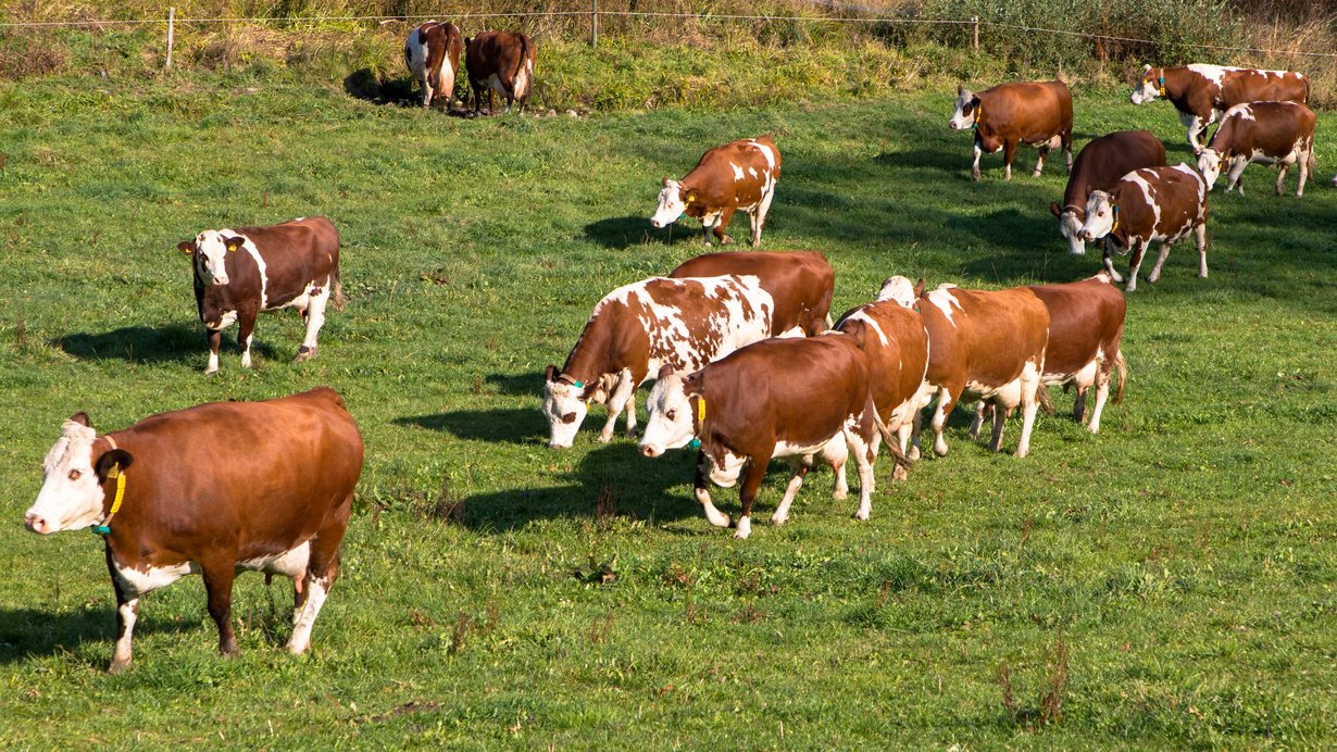 eine Kuhherde läuft über eine Wiese