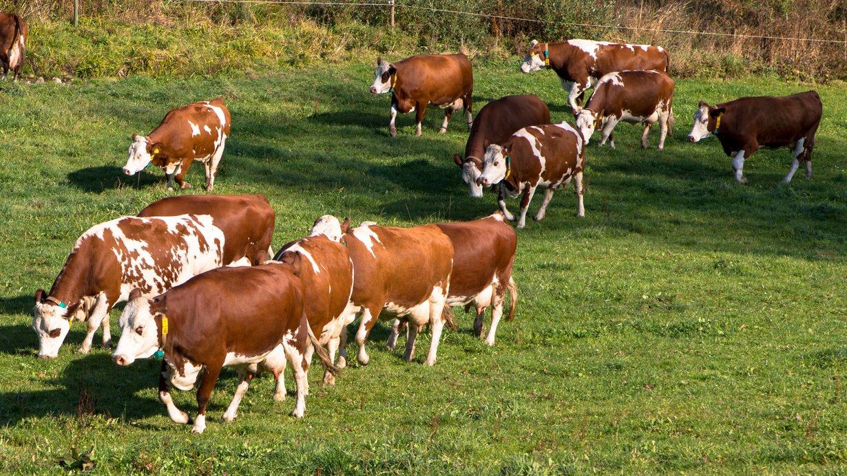 eine Kuhherde läuft über eine Wiese