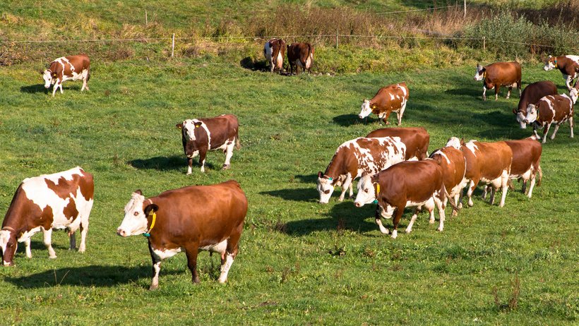 eine Kuhherde läuft über eine Wiese