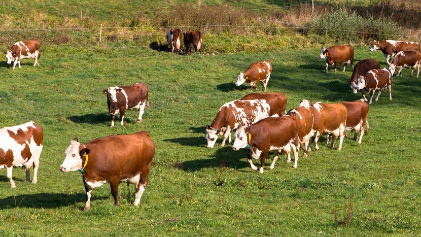 eine Kuhherde läuft über eine Wiese