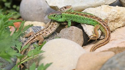 Zwei Zauneidechsen sonnen sich auf Natursteinen
