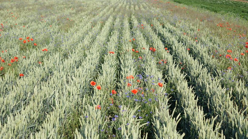 Blick in ein Getreidefeld, in dem die Reihen weit auseinanderstehen.