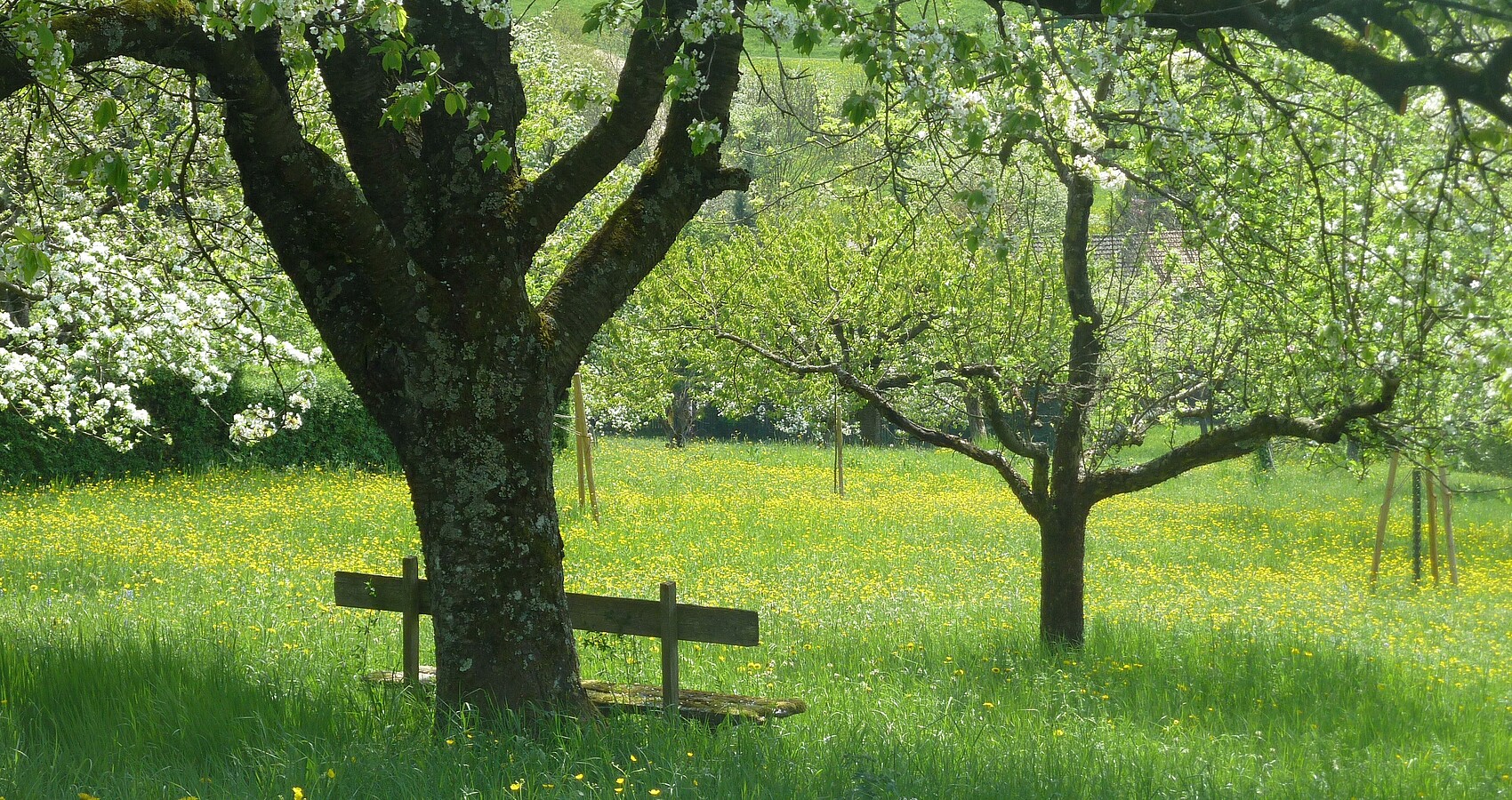 Das Bild zeigt mehrere Bäume auf einer bunten Wiese bei Sonnenschein; an einem Baum steht eine Bank