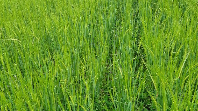 Blick in die Reihen eines Getreidefeldes. Zwischen den Reihen sieht man kürzere Pflanzen wachsen.