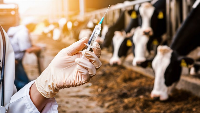 Ein Tierarzt hält eine Spritze und bereitet sich darauf vor, Kühe auf einem Milchviehbetrieb zu impfen. Dabei konzentriert er sich auf die Hand und die Spritze, im Hintergrund sind Kühe in den Ställen zu sehen. Generiert mit KI.