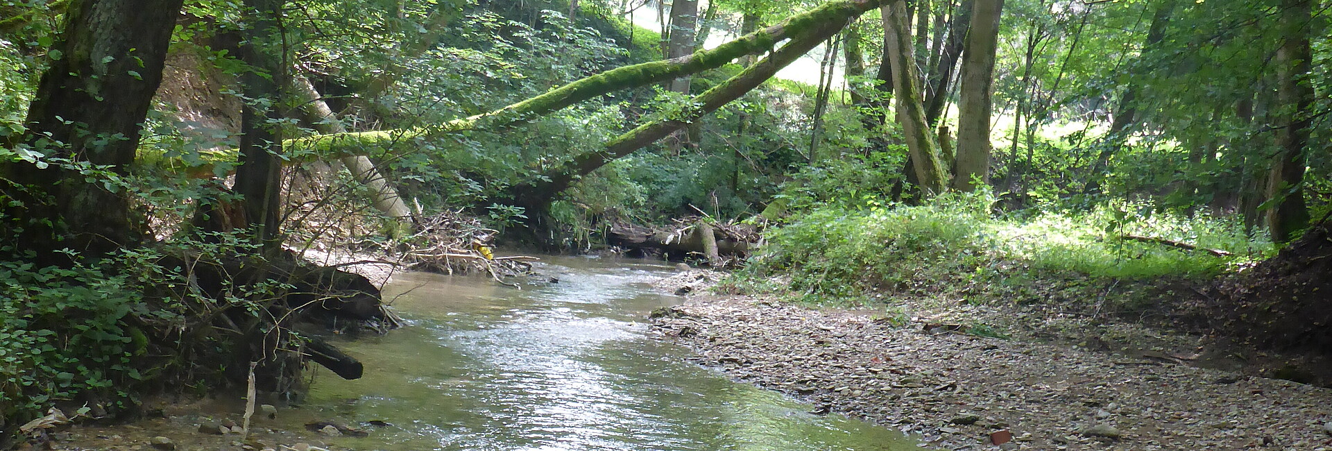 Blick auf einen kleinen Fluss, der umgeben von Bäumen ist