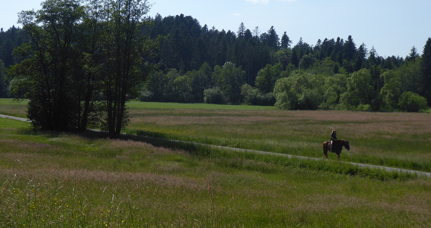 Ein Weg, rechts und links davon Wiesen, dahinter Wald, auf dem Weg reitet eine Reiterin auf einem braunen Pferd