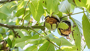 Walnussbaum mit Frucht, Blick in Äste, die von der Sonne beschienen sind
