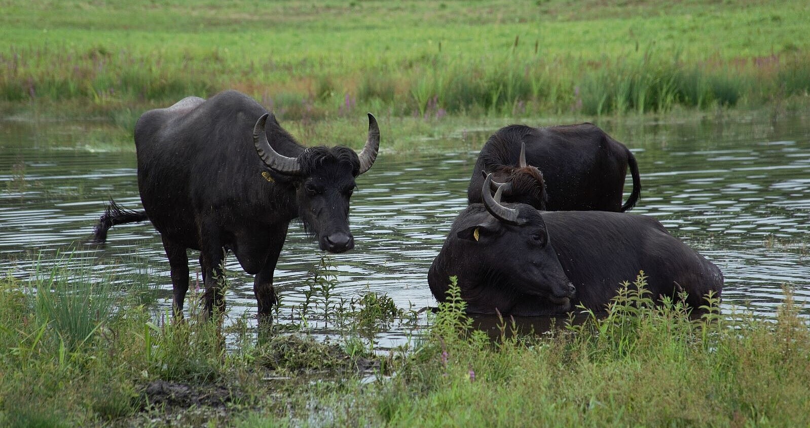 Drei Wasserbüffel an einer Wasserstelle umgeben von grüßnen Wiesen