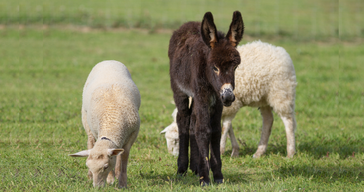 Ein Esel und zwei Schafe grasen auf einer grünen Weide