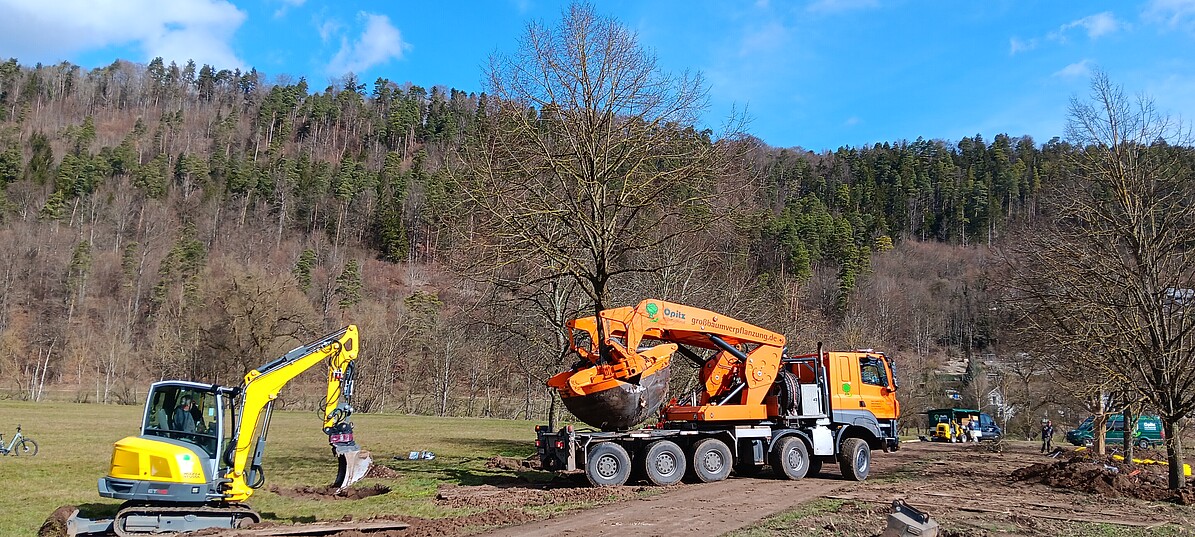 Rückwärtseinrangieren mit altem Baum am neuen Standort zwischen Neckar und Austraße