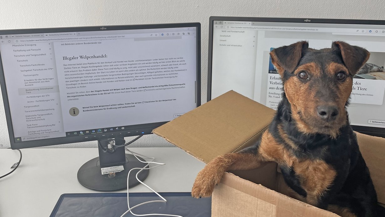 Hund sitzt in einem braunen Karton vor Monitore und Tastatur und Maus