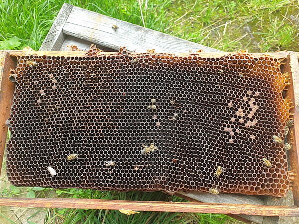 Man blickt auf Bienenwaben. Die weißen Punkte, die man erkennt, sind Wachsmotten