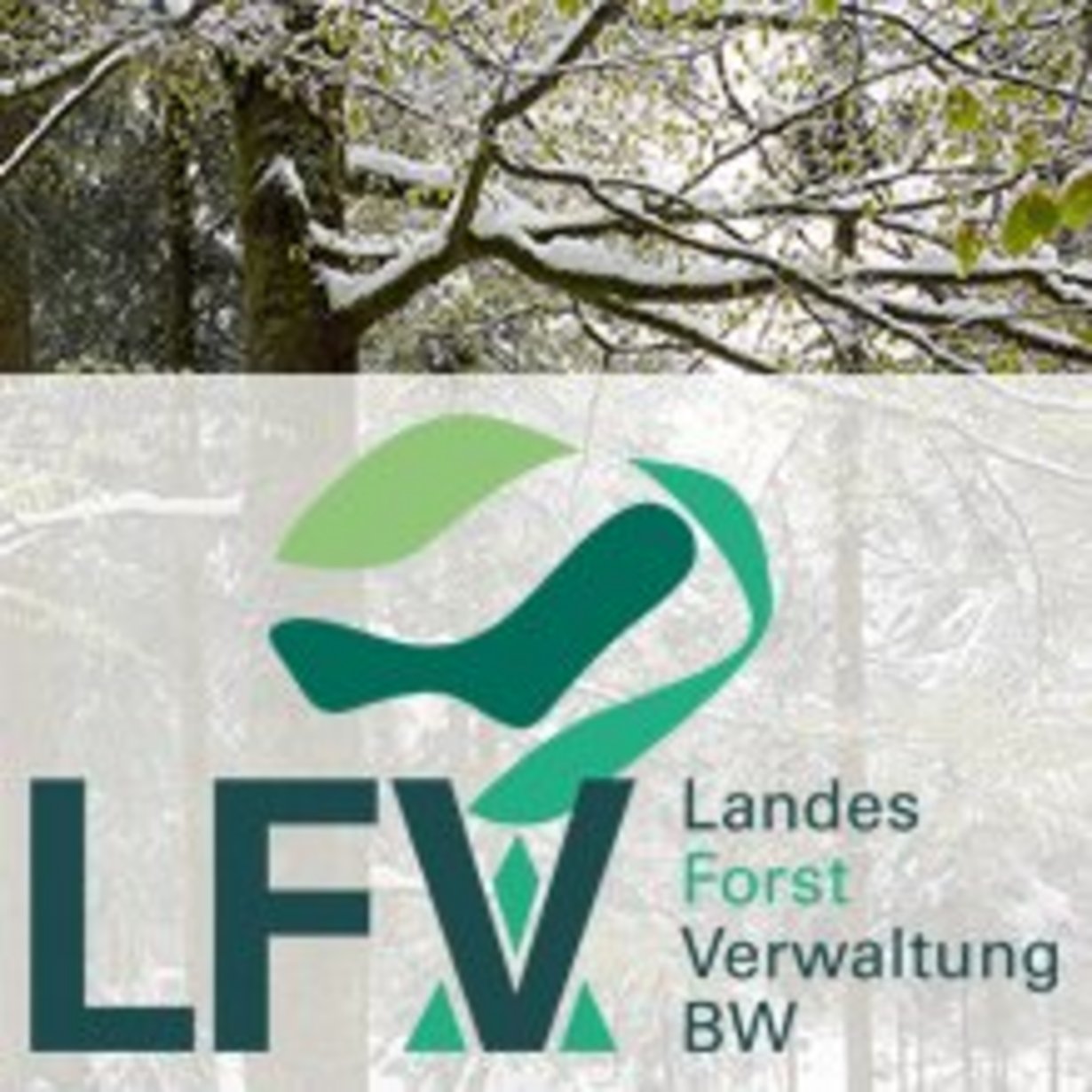 Logo mit der Aufschrift Landesforstverwaltung BW, im Hintergrund ist ein Baum zu sehen