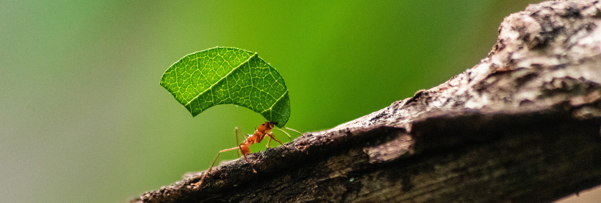 Ameise krabbelt einen Ast hoch und schleppt ein Blatt 