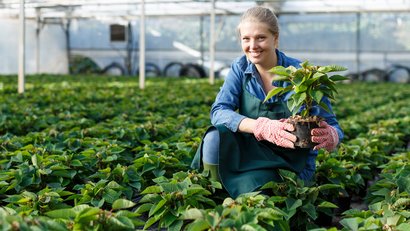 Gäertnerin im Gewächshaus mit Weihnachtssternen, die einen Weihnachtsstern in der Hand hält