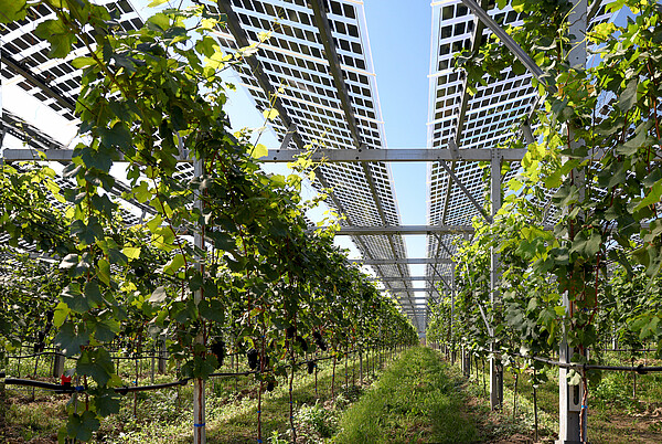 Agri_PV Reben unter Photovoltaikanlagen