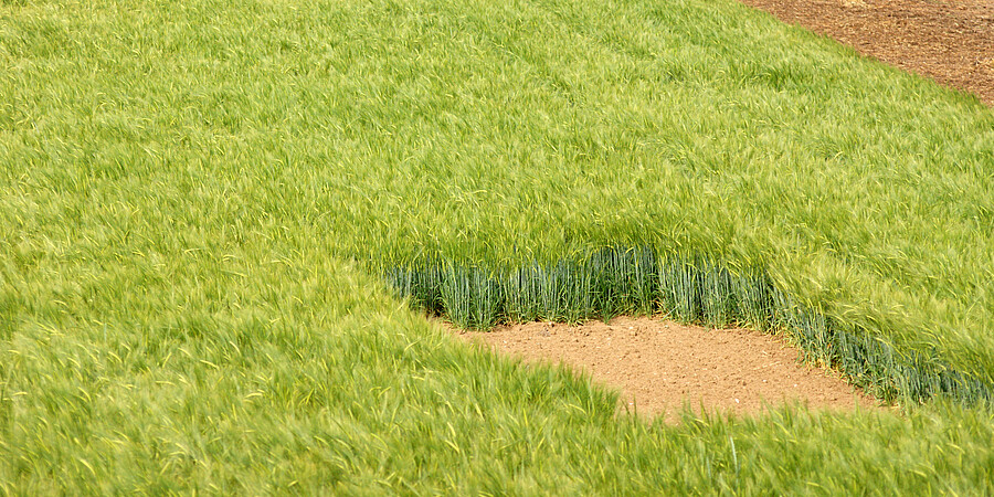 In einem Getreidefeld blickt man auf zwei quadratisch ausgeschnittene Flächen, auf denen Feldlerchen brüten können.