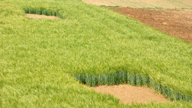 In einem Getreidefeld blickt man auf zwei quadratisch ausgeschnittene Flächen, auf denen Feldlerchen brüten können.