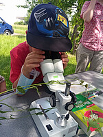 Ein Kind betrachtet eine gesammelte Pflanze durch ein Mikroskop. Daneben liegt ein Bestimmungsbuch.