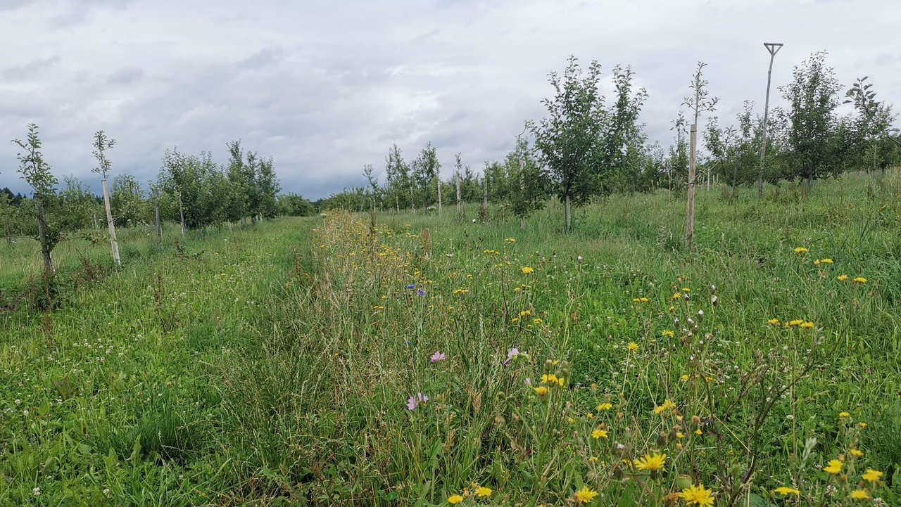 Blick in eine Obstanlage. Zwischen den Obstbaumreihen sind blühende, ungemähte Wiesenstreifen zu sehen.