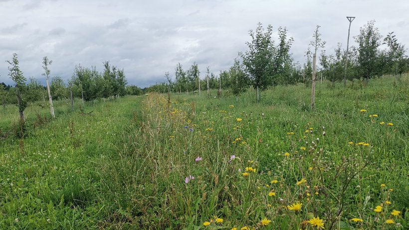 Blick in eine Obstanlage. Zwischen den Obstbaumreihen sind blühende, ungemähte Wiesenstreifen zu sehen.